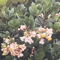 Calophyllum trapezifolium Thwaites